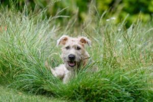 Soft-Coated Wheaten Terrier