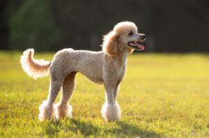Standard Poodle