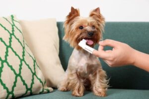 Brushing Dog's Teeth