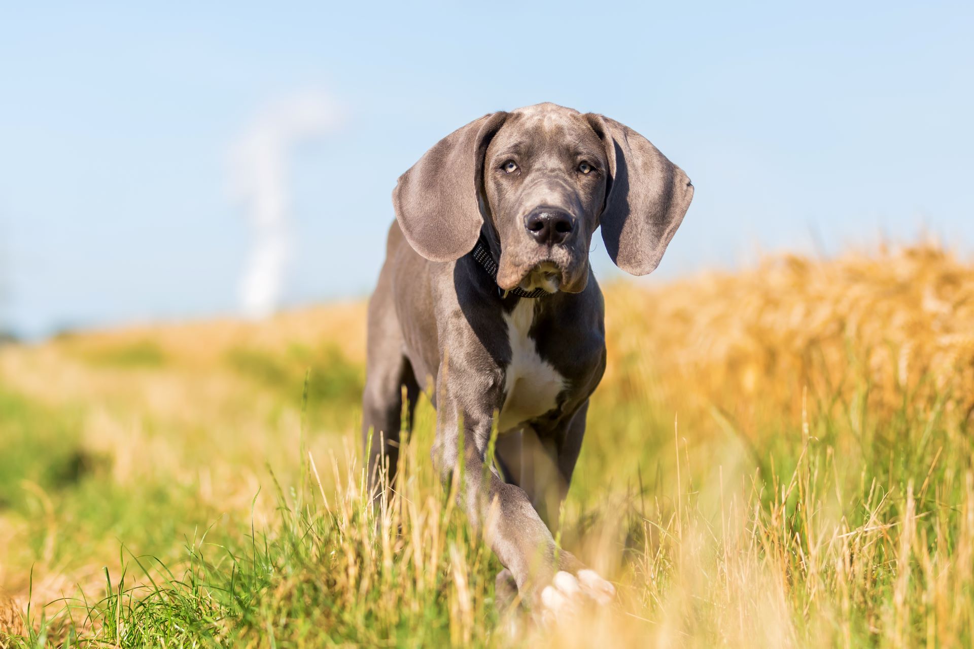Arthritis in Dogs Arthritis in Dogs