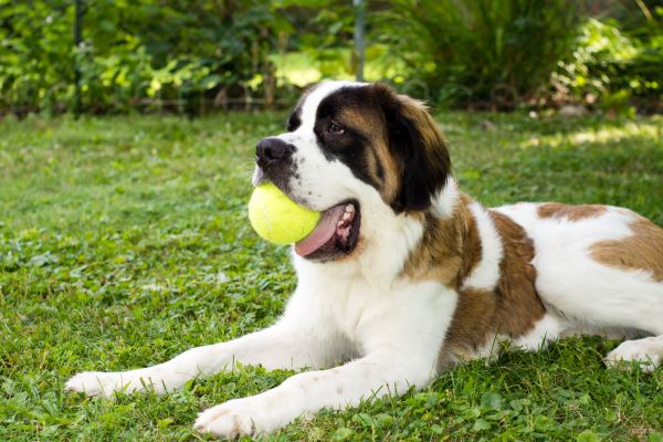 How to Treat Arthritis in Dogs