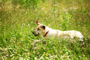 Spring Dangers for pets