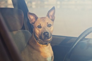 pets in hot cars, heatstroke