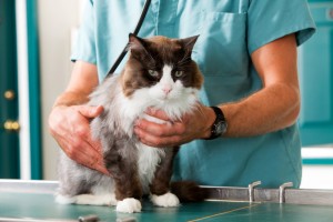 animal checkups, pet health,