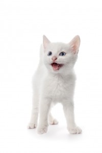 31 Best Photos When Do Kittens Teeth - Keeping Your Kitten's Teeth Clean