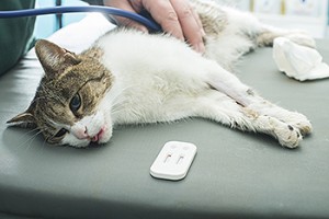 emergency vet