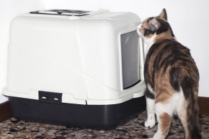 urinary problems, litter box problems