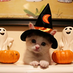 pets at halloween