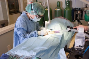 Veterinary Laser Surgery