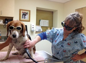 pet laser therapy